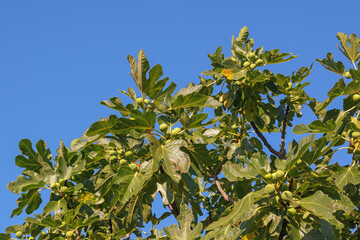 Branches of  fig tree ( Ficus carica ) with leaves and figs against blue sky