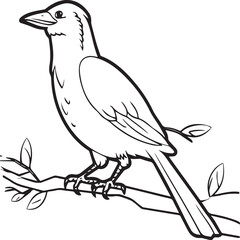 Crow coloring pages. Crow bird outline vector for coloring book
