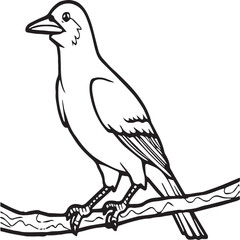 Crow coloring pages. Crow bird outline vector for coloring book