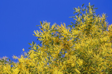 Bright yellow flowers of Acacia dealbata tree against blue sky on sunny spring day