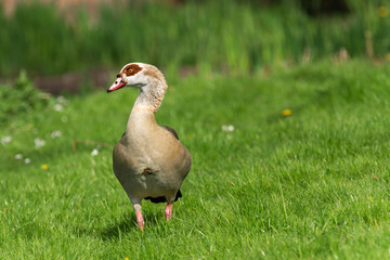 Frontal portrait of an adult male Nile or Egyptian goose (Alopochen aegyptiaca) in a blooming spring meadow - 781528685