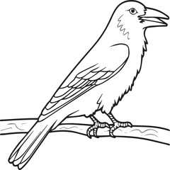 Crow coloring pages. Crow bird outline vector for coloring book