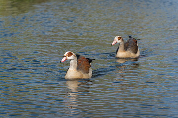 Pair of swimming Nile or Egyptian geese (Alopochen aegyptiaca) - 781528832