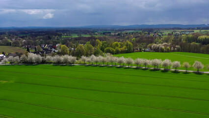 Aerial drone view of spring landscape a road among blossoming cherry alley near village and green fields. Germany countryside. - 781528859