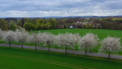 Aerial drone view of spring landscape a road among blossoming cherry alley near village and green fields. Germany countryside. - 781529613