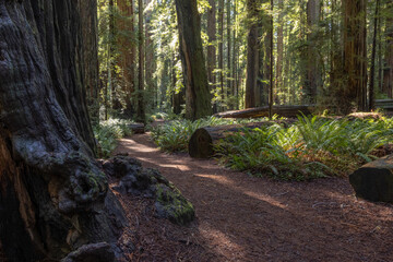 A path in a forest with a large tree in the foreground. The path is lined with logs and rocks - 781530604