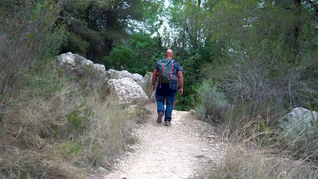 Back view of a hiker walking in the forest, real time.
