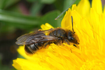 Closeup on a rare female catsear mining bee, Andrena humilis sitting in a yellow dandelion flower , Taraxacum officinale