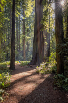 A path in a forest with a large tree in the middle. The sun is shining through the trees, creating a warm and inviting atmosphere
