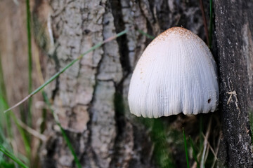 Mushroom Coprinellus domesticus commonly known as firerug inkcap 