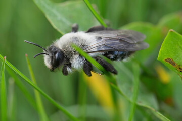 Natural closeup on a fluffy female Grey-backed mining bee, Andrena vaga hanging in the grass