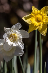 Two white and yellow flowers are standing next to each other. The white flower is slightly larger than the yellow one - 781532217