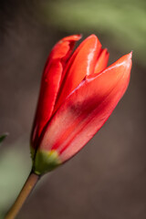 A red flower with a green stem. The flower is in the center of the image and is the main focus - 781532222