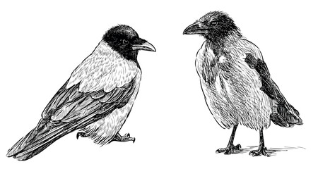 Crows, birds, two, beak, feathered, hand drawn,realistic,sketch, vector, illustration isolated on white