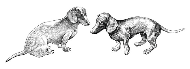 Dachshund,dog,pet,purebred, hunting dog, cute,two animals, sketch, realistic, hand drawn,black and white,vector illustration, isolated on white - 781532274