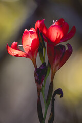 A close up of three red flowers with a yellow background. The flowers are in full bloom and are the main focus of the image - 781532401