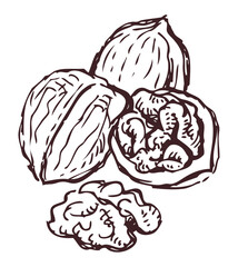 Walnut, whole, half, nuts, sketch, doodle, contour drawing, delicious, healthy food, vector hand drawing - 781532416