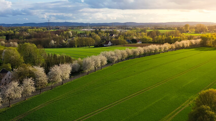 Aerial drone view of spring landscape a road among blossoming cherry alley near village and green...