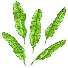 Set of banana palm leaves. Decorative image of tropical foliage and plants.