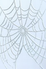 Fototapeta premium spider web with drops of dew