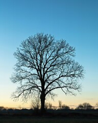 Fototapeta na wymiar silhouette of a tree in sunset
