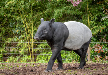 Paris, France - 04 06 2024: The menagerie, the zoo of the plant garden. View of a Malayan tapir  in...
