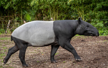 Fototapeta premium Paris, France - 04 06 2024: The menagerie, the zoo of the plant garden. View of a Malayan tapir in a park.
