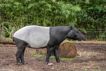 Fototapeta premium Paris, France - 04 06 2024: The menagerie, the zoo of the plant garden. View of a Malayan tapir in a park.