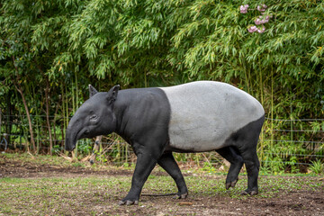 Paris, France - 04 06 2024: The menagerie, the zoo of the plant garden. View of a Malayan tapir  in a park.