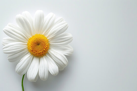 White Daisy Marguerite camomile on white background