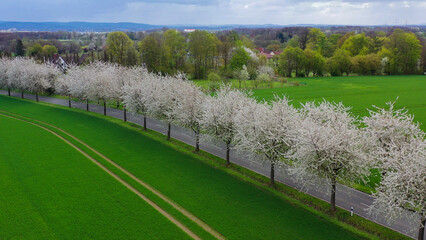 Aerial drone view of spring landscape a road among blossoming cherry alley near village and green fields. Germany countryside. - 781535694