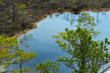 Swamp with spring colors for the Latvian Niedraju Pilkas swamp trail