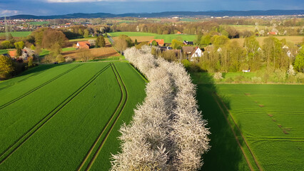 Aerial drone view of spring landscape a road among blossoming cherry alley near village and green fields. Germany countryside. - 781540483