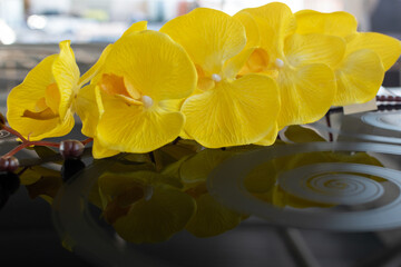 Kitchen furniture. Branch of delicate yellow flowers on black glass table close-up