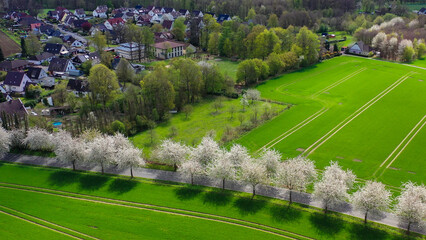Aerial drone view of spring landscape a road among blossoming cherry alley near village and green fields. Germany countryside. - 781541039