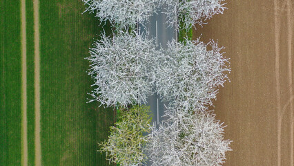 Aerial drone view of spring landscape a road among blossoming cherry alley near village and green fields. Germany countryside. - 781541686