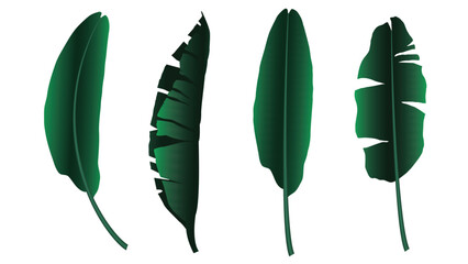 Banana leaves isolated. Used for decoration, advertising design, websites or publications, banners, posters and brochures.