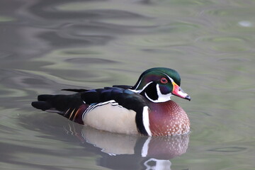 Wood Duck (Aix sponsa) sometimes referred to as Carolina Duck.