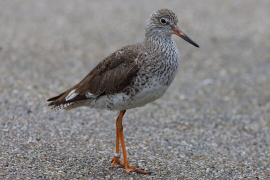 Redshank (Tringa totanus) on the pathway at the local reserve.