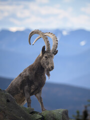Iberian ibex