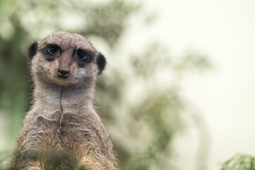 Tallinn Estonia - April 06 2024: Close up portrait of a small mongoose meerkat (Latin: Suricata suricatta). Adorable face of a watchful suricate.
