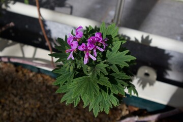 purple flower