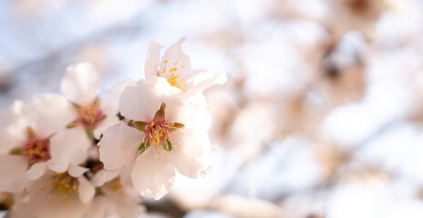 Obraz premium white blossoms almond spring, adorn tree branches under bright sunlight, marking the arrival of spring.