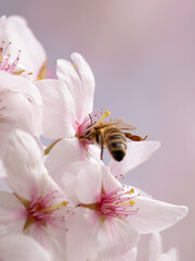 Bee eating in a flower