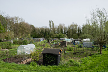 plants in a shared public city allotment.  fertile and arable space used to grow fruit and vegetables produce using outdoors ground soil and greenhouses with shed on site in Lier Belgium 