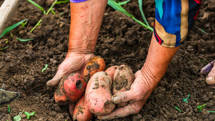  Dirty hard worked and wrinkled hands holding fresh organic potatoes. Old woman holding harvested...