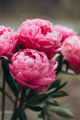 Gorgeous blooming pink peonies in the garden. Postcard. The concept of amazing blooming flowers. Peonies in bloom.