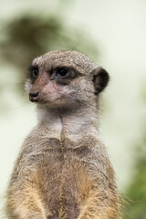 Fototapeta premium Tallinn Estonia - April 06 2024: Close up portrait of a small mongoose meerkat (Latin: Suricata suricatta). Adorable face of a watchful suricate.