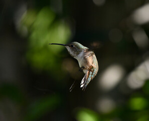 Green Hummingbird In Flight Stopping
