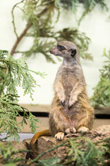 Tallinn Estonia - April 06 2024: Close up portrait of a small mongoose meerkat (Latin: Suricata suricatta). Adorable face of a watchful suricate.